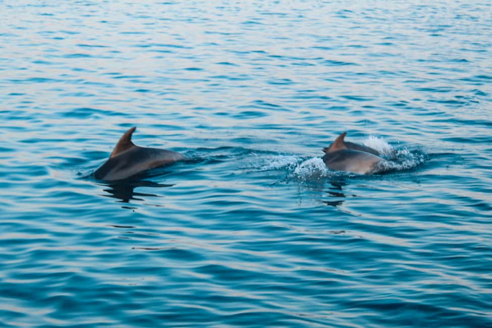 Immagine nº 2 di Pola: Crociera con delfini al tramonto di Brioni con cena e bevande attività a Pola, caricata dal fornitore