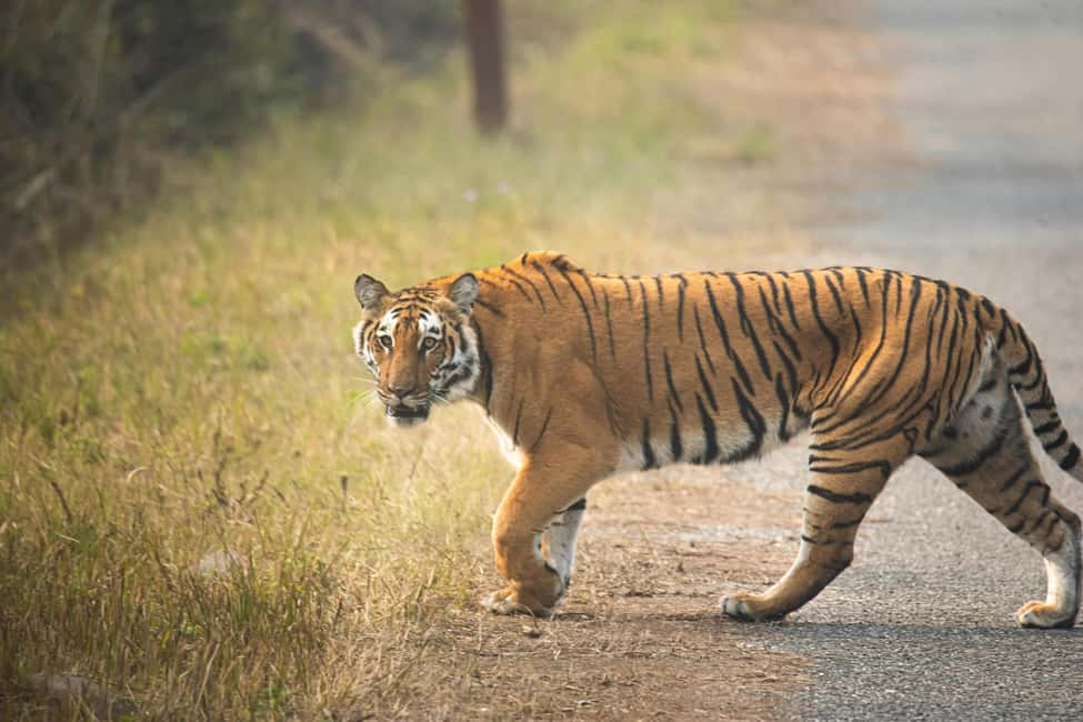 image n.12 of Delhi Agra Jaipur Golden Triangle Multiday trip with Safari activity in New Delhi, uploaded by supplier