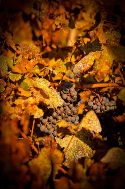 image n.2 of Visit to Colares Vineyards - Hélder Cunha Winemaker activity in Colares, uploaded by supplier