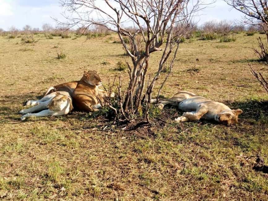 image n.81 of 2-Days Wildlife Safari to Tsavo East & Tsavo West Park activity in Coast Province, uploaded by supplier