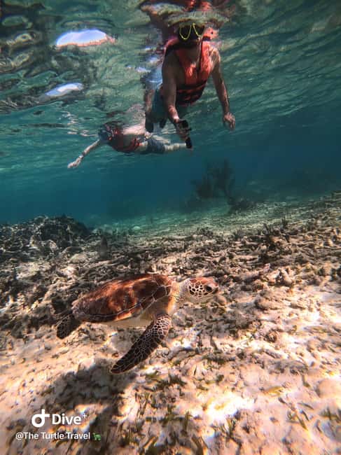 image n.25 of Akumal: Guided Turtle Snorkeling Tour and pictures activity in Akumal, uploaded by supplier