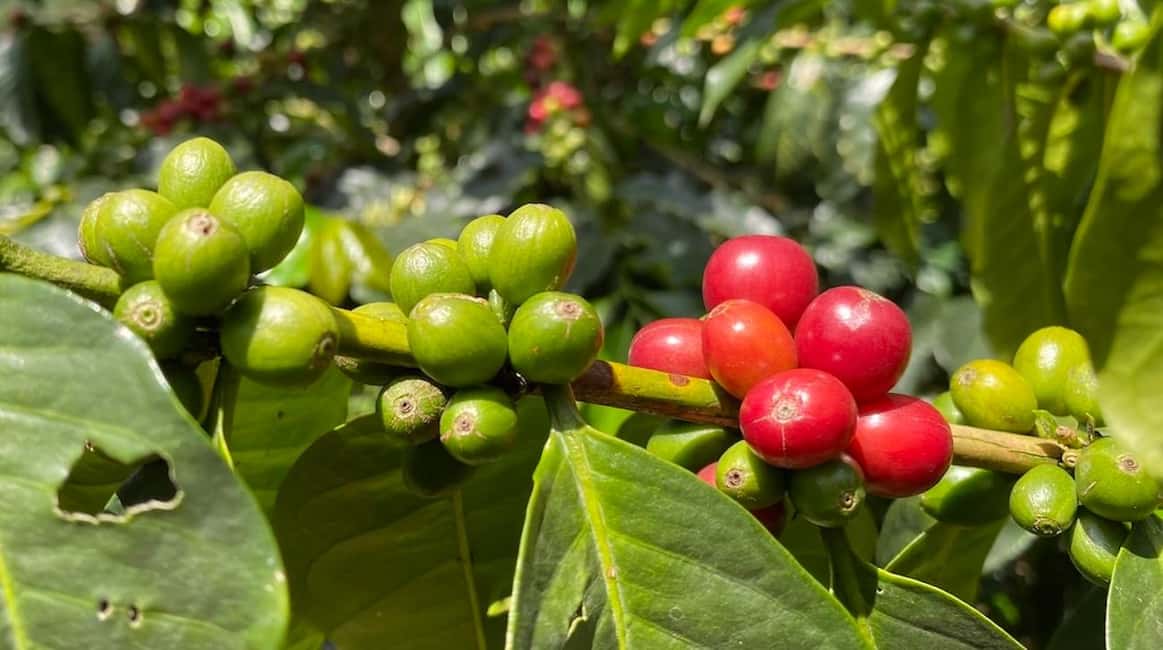 Bild Nr. 3 von Boquete, Panama: Specialty Coffee Tour Aktivität in Bajo Boquete, hochgeladen vom Anbieter