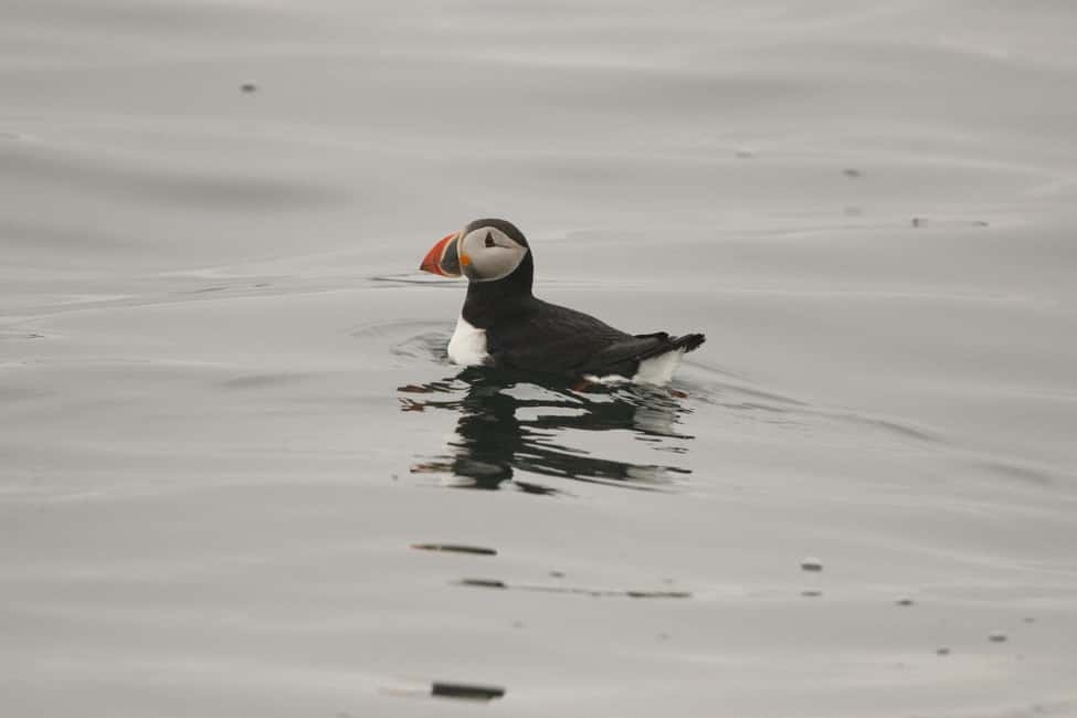 bild nr.10 av Reykjavik: RIB-båttur för val- och lunnefågelskådning aktivitet i Reykjavik, uppladdad av arrangören