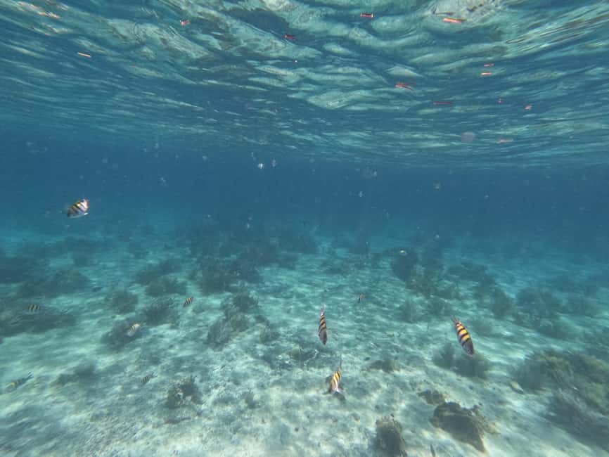 image n.5 of Isla Mujeres: Snorkeling in Underwater Museum activity in Cancún, uploaded by supplier