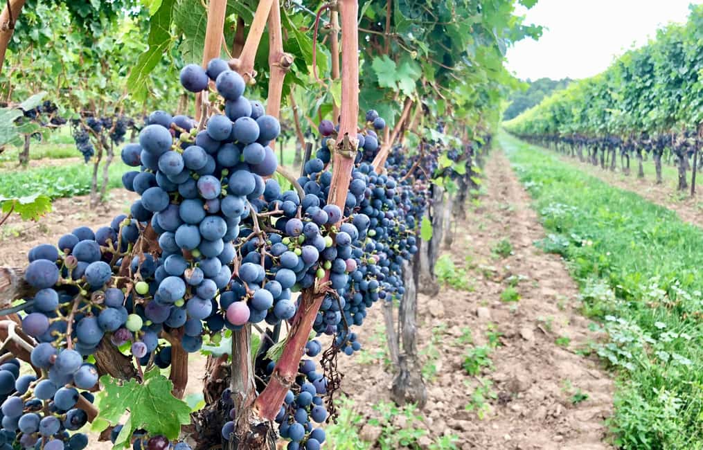 imagen n.º 5 de Toronto Niagara-on-the-Lake, Cata de Vinos y Ruta del Chocolate actividad en Niagara-on-the-Lake, subida por el proveedor