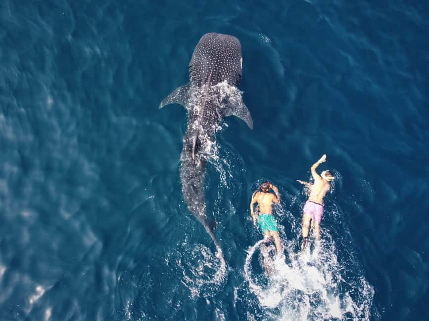 Immagine nº 6 di Muscat: tour di snorkeling con le tartarughe alle isole Daymaniyat attività a Mascate, caricata dal fornitore