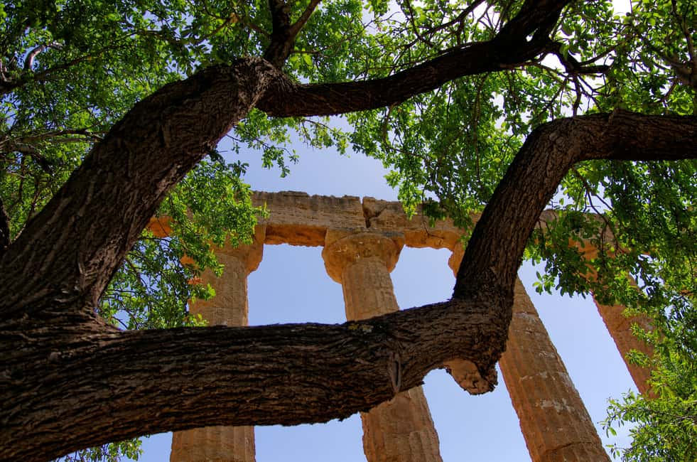image n.8 of Agrigento: Valley of the Temples Private Archeological Tour activity in Agrigento, uploaded by supplier
