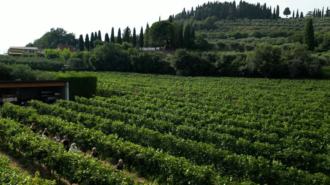 image n.10 of Bardolino: Vineyard Tour with Wine, Olive Oil & Food Tasting activity in Lombardy, uploaded by supplier