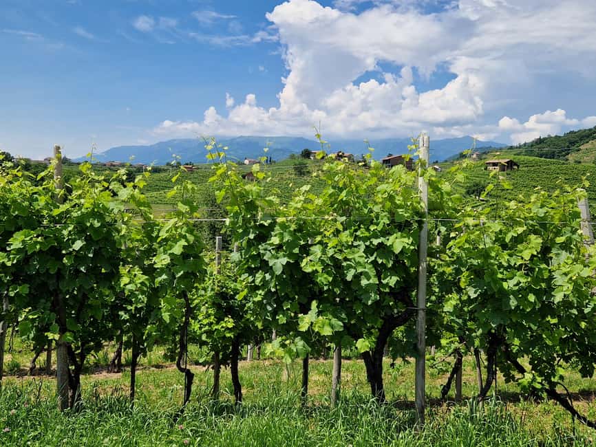 Immagine nº 5 di Valdobbiadene: Tour privato del Prosecco e degustazione con sommelier attività a Venezia, caricata dal fornitore