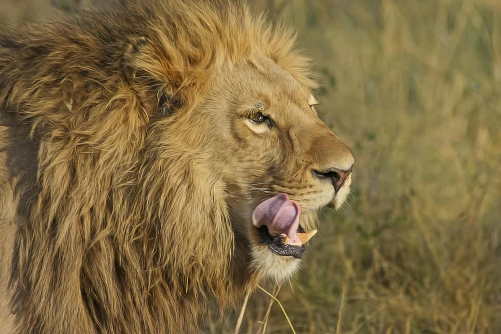 image n.3 of Johannesburg Lion Park and Lesedi Cultural Village activity in Hartbeespoort, uploaded by supplier