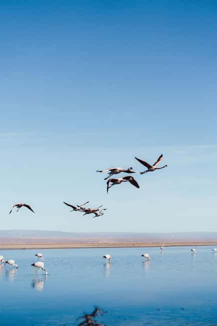 image n.5 of Triple tour: Red stones, highland lagoons and Chaxa Lagoon activity in North Chile, uploaded by supplier