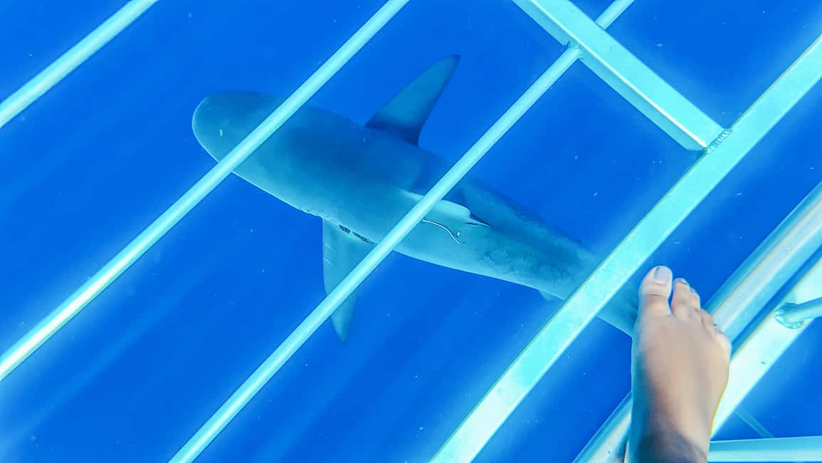 image n.12 of Oahu: Shark Cage Dive on the North Shore activity in Honolulu, uploaded by supplier