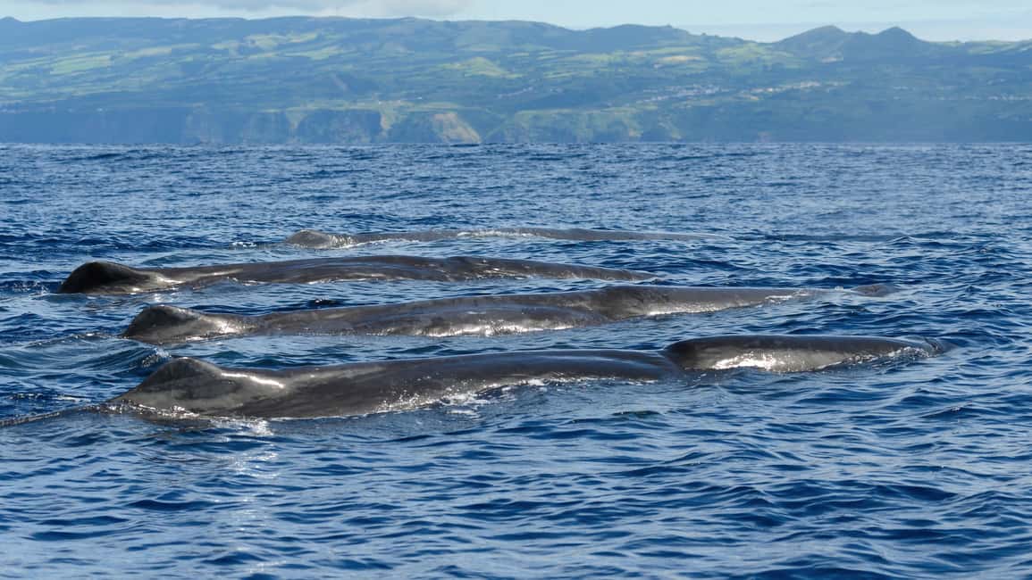 image n.13 of Rabo de Peixe: Sperm Whale Sanctuary Expedition activity in Ribeira Grande, uploaded by supplier