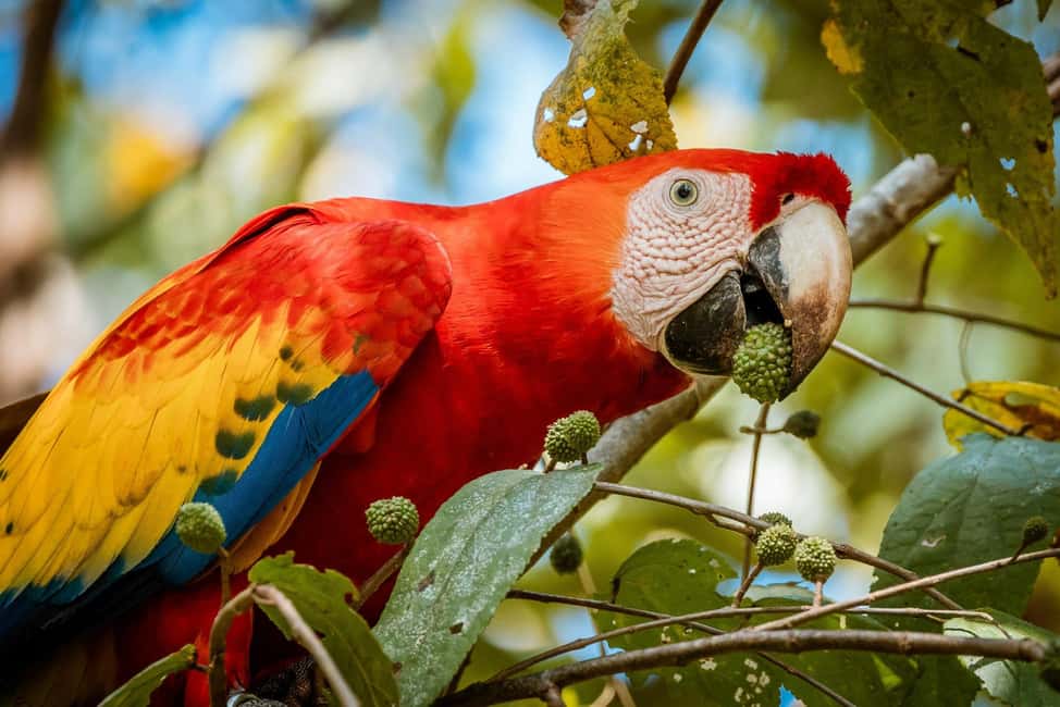 image n.27 of Carara National Park: Best Tour Carara National Park-One Day activity in Puntarenas Province, uploaded by supplier