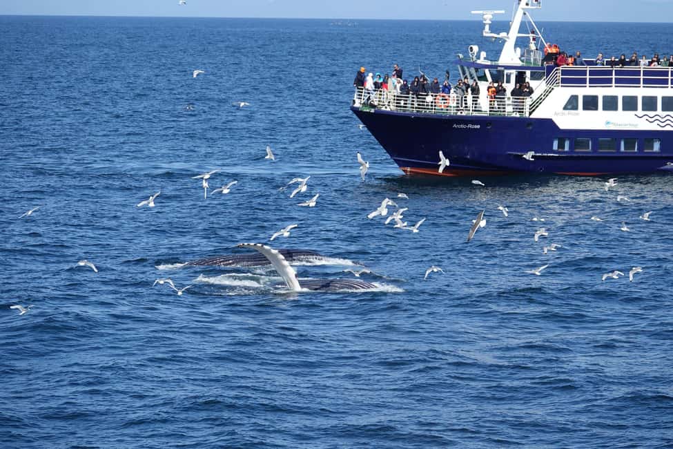 imagen n.º 1 de Reikiavik: Crucero de avistamiento de ballenas y vida marina actividad en Vesturland, subida por el proveedor
