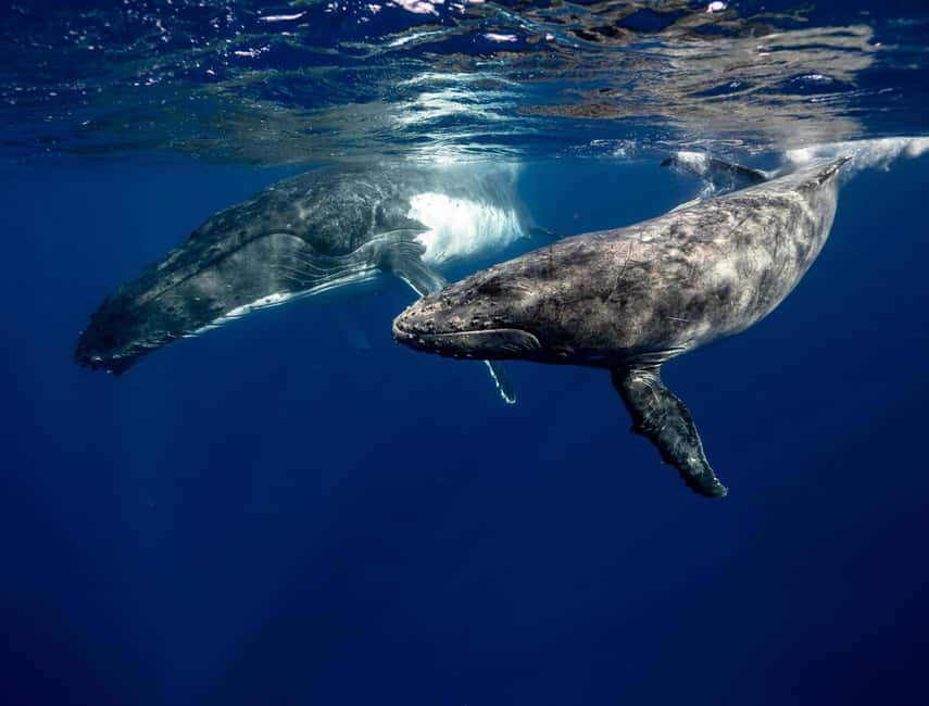 image n.10 of Moorea 4H Shared Boat Tour whales watching and Snorkeling activity in Windward Islands, French Polynesia, uploaded by supplier