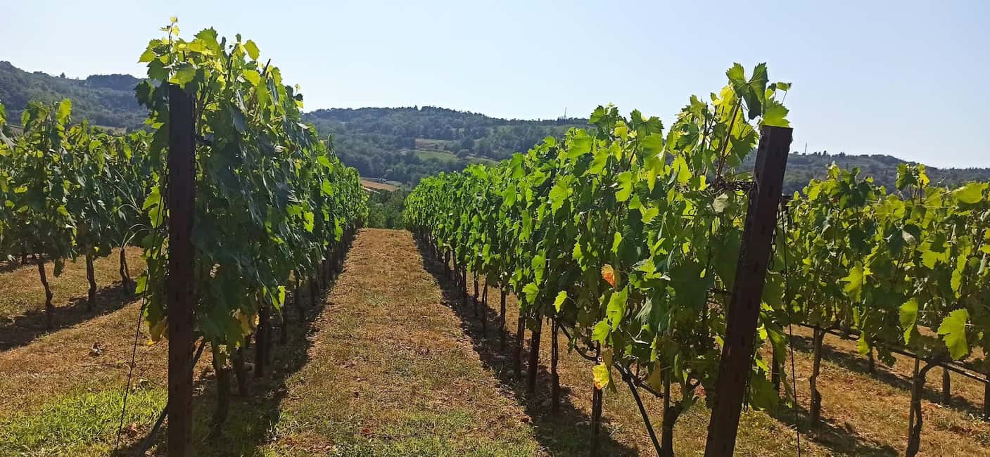 image n.11 of Visit Pisa & Lucca with lunch in a family-run winery activity in Pisa, uploaded by supplier