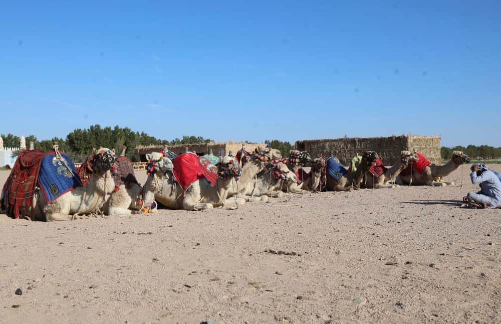 Immagine nº 41 di Hurghada: Avventura nel deserto con osservazione delle stelle in jeep e cena attività a Hurghada, caricata dal fornitore