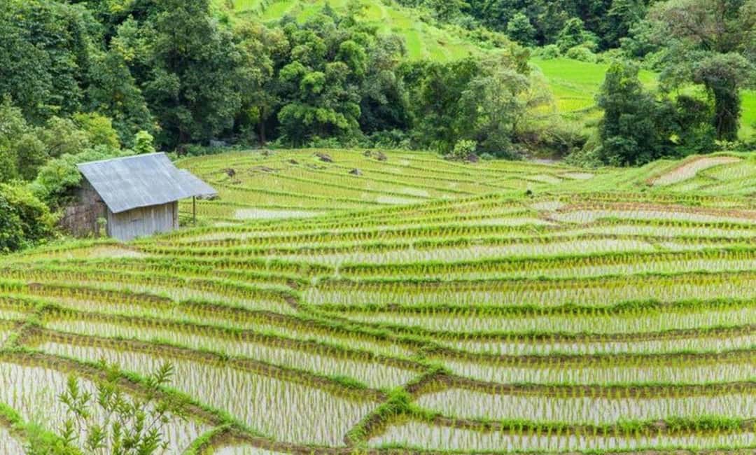 image n.48 of Chiang Mai: Doi Inthanon Trip with Pha Dok Siew Guided Trek activity in Chiang Mai, uploaded by supplier