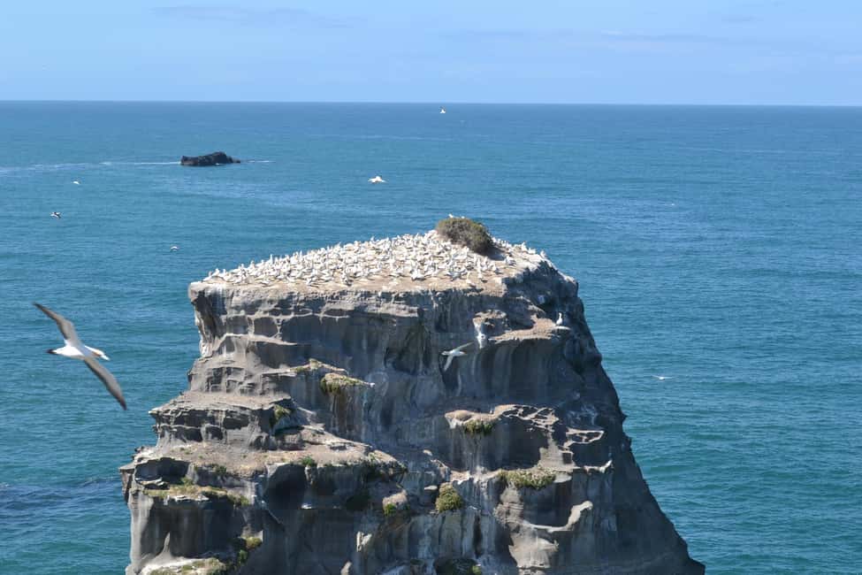 billede nr.2 af aktiviteten West Coast Discovery Piha Beach privat tur i Piha, uploadet af udbyder