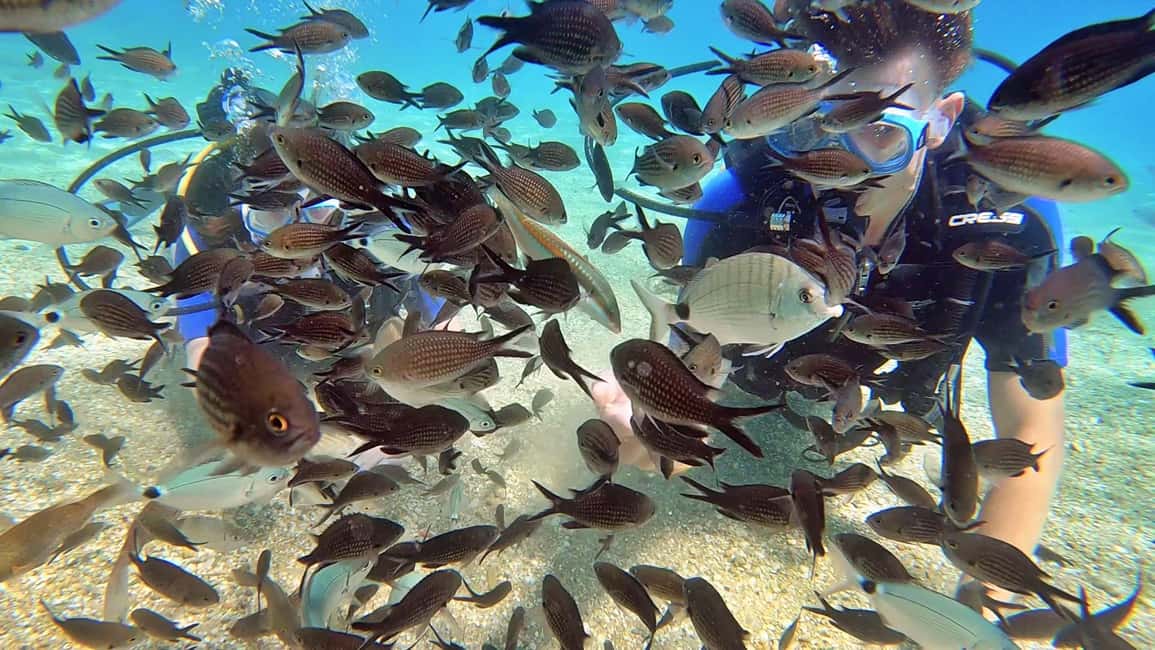 Immagine nº 4 di Heraklion: Lezione di immersione subacquea per principianti con istruttore PADI attività a Agia Pelagia, caricata dal fornitore