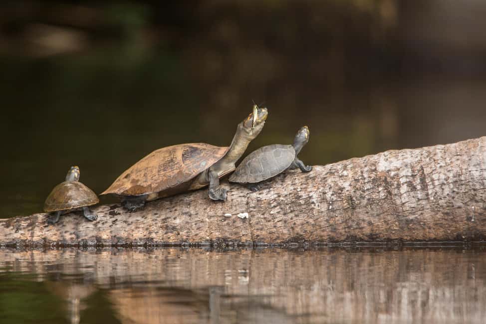 image n.5 of Sandoval Lake & Parrot Clay lick 3 Days/2 Nights activity in Puerto Maldonado, uploaded by supplier