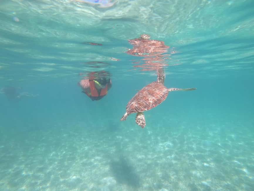 afbeelding n.1 van Akumal: Snorkelen met zeeschildpadden en koralen activiteit in Akumal, geüpload door aanbieder