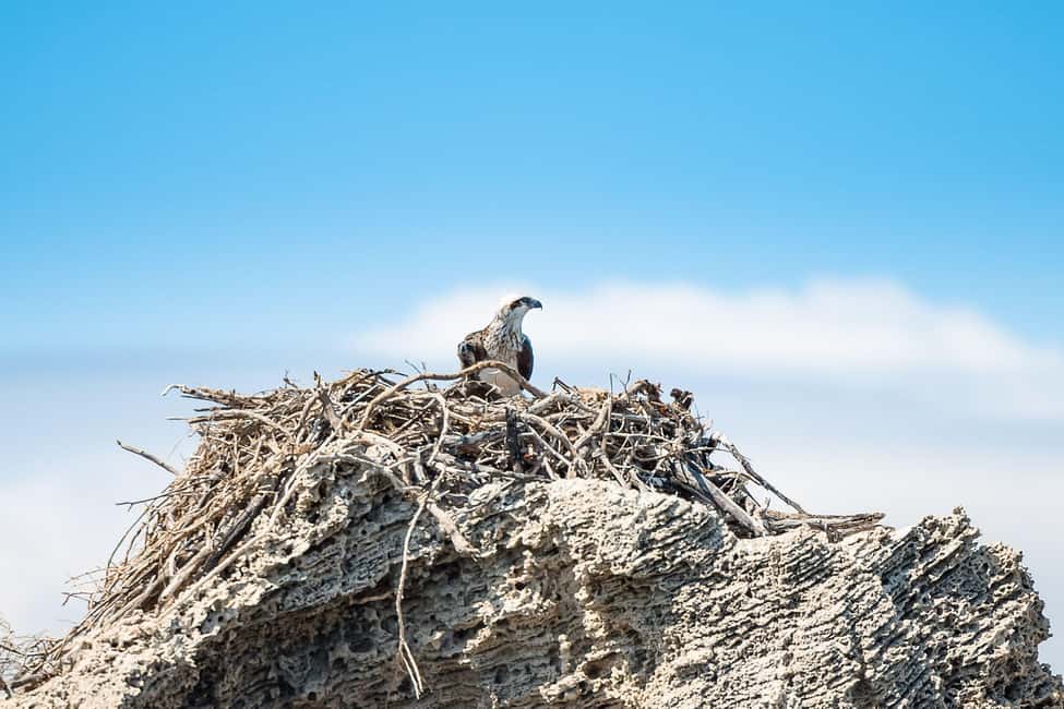 image n.9 of Rockingham: Shoalwater Islands Tour and Penguin Island activity in Western Australia, uploaded by supplier