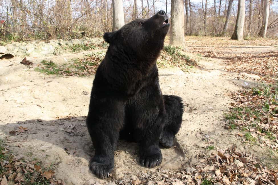 Bild Nr. 6 von Brasov: Bärenschutzgebiet Libearty Aktivität in Brasov, hochgeladen vom Anbieter