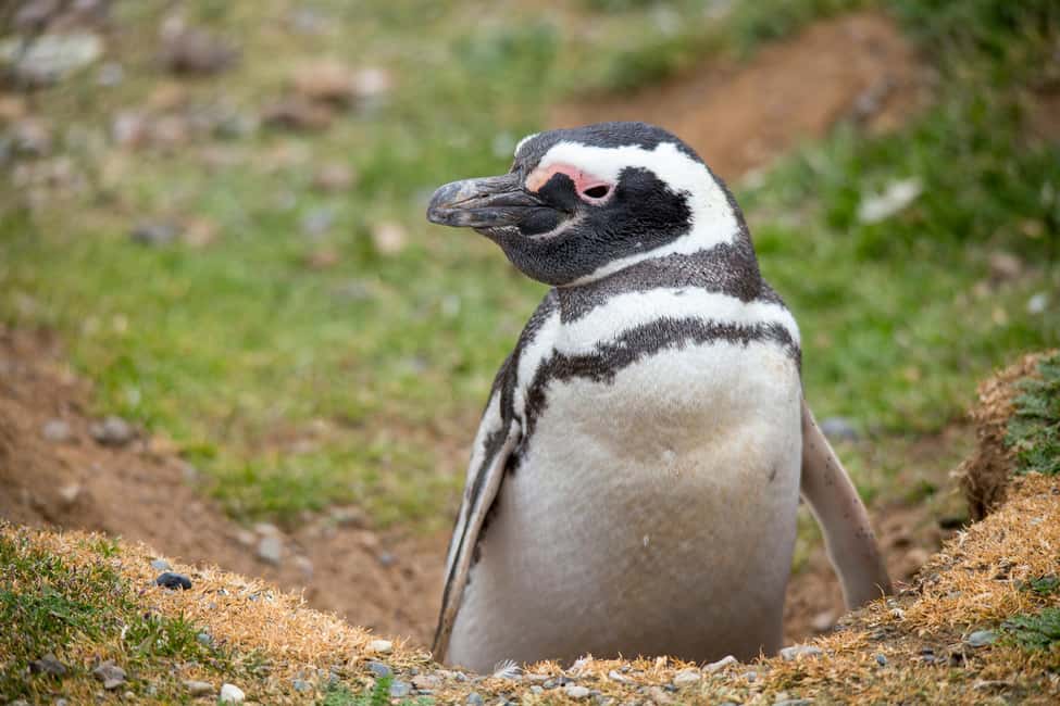 image n.5 of Punta Arenas: Magdalena Island Navigation & Penguin Walk activity in North Chile, uploaded by supplier