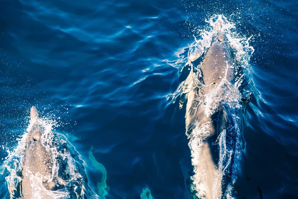 Bild Nr. 3 von FAŽANA: DELPHIN-SAFARI Aktivität in Pula, Kroatien, hochgeladen vom Anbieter