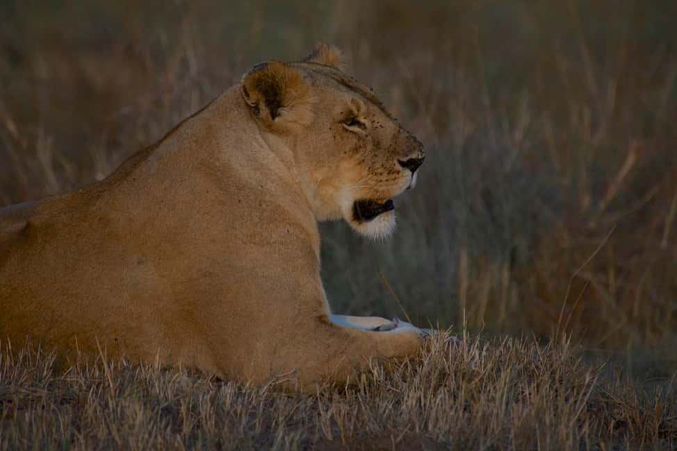 Image N°37 de Au départ de Nairobi : Safari en groupe de 3 jours et 2 nuits dans le Maasai Mara activité à Province centrale du Kenya, publiée par le prestataire