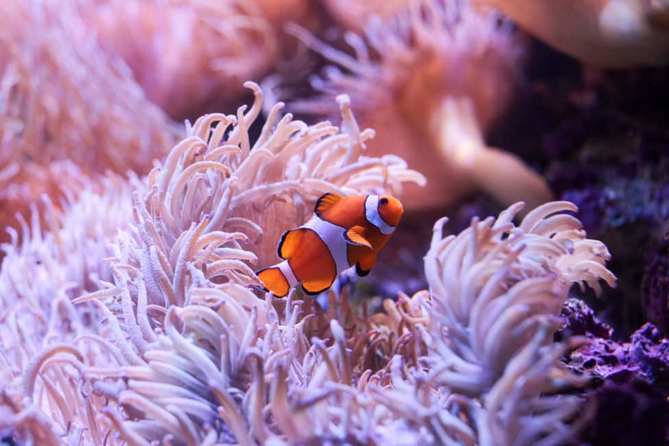 image n.6 of SEA LIFE Sydney Aquarium Entry Ticket activity in Sydney, uploaded by supplier