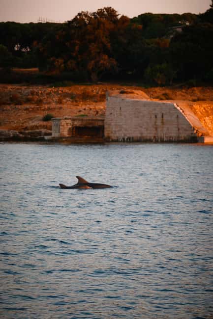 Bild Nr. 1 von Fazana: Delphin/Sonnenuntergang Tour Aktivität in Pula, Kroatien, hochgeladen vom Anbieter
