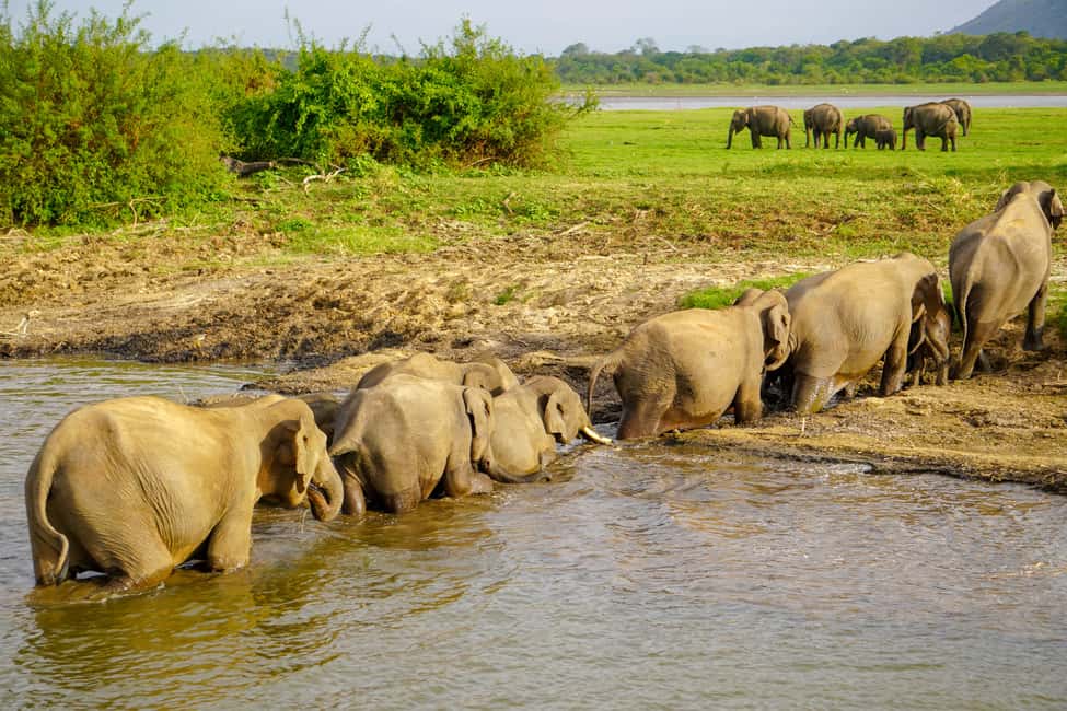 image n.4 of Kaudulla National Park Half Day Sri Lanka Jeep Safari activity in North Central Province, uploaded by supplier