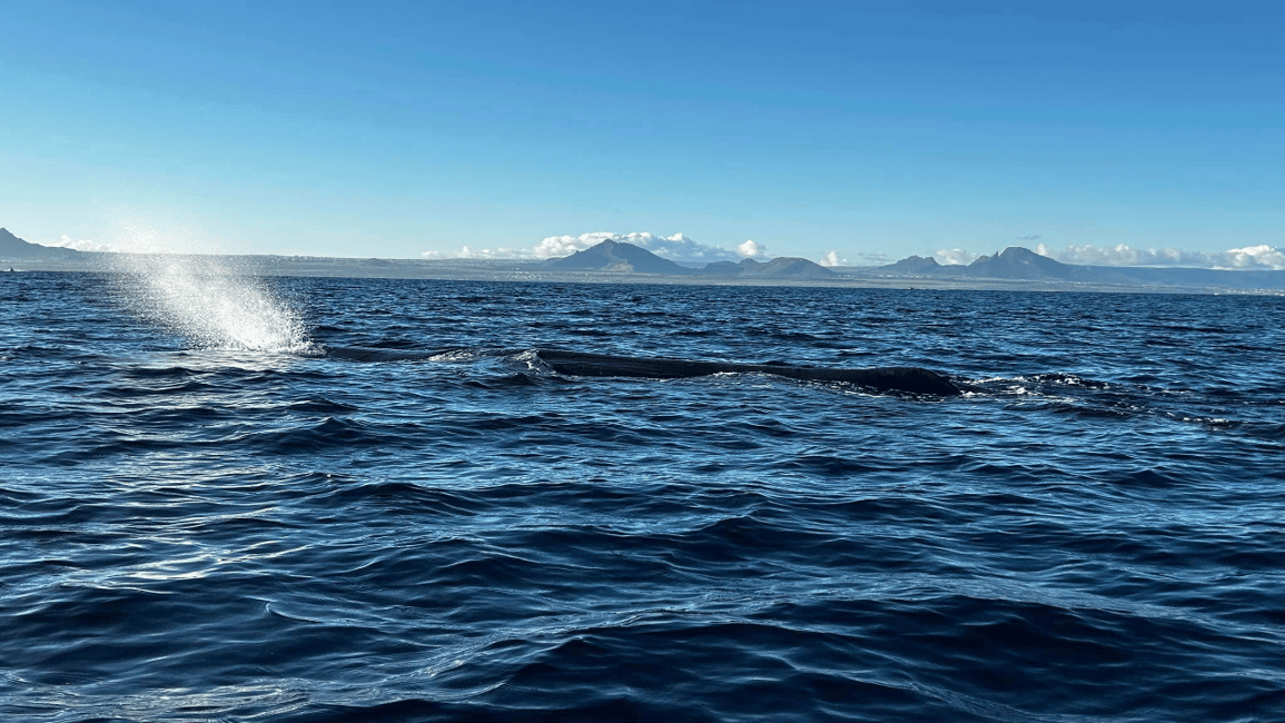 image n.4 of Whale & Dolphins Swimming - Private Speedboat Exclusive Tour activity in Mauritius, uploaded by supplier