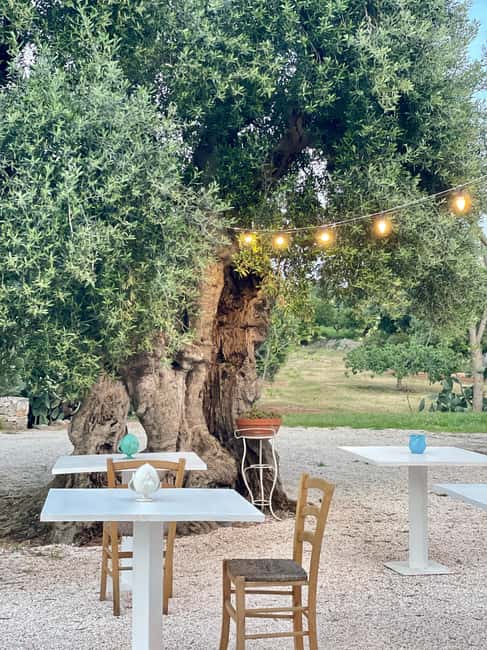 image n.1 of Ostuni: Farm tour among thousand-year-old olive trees with oil tasting activity in Ostuni, uploaded by supplier