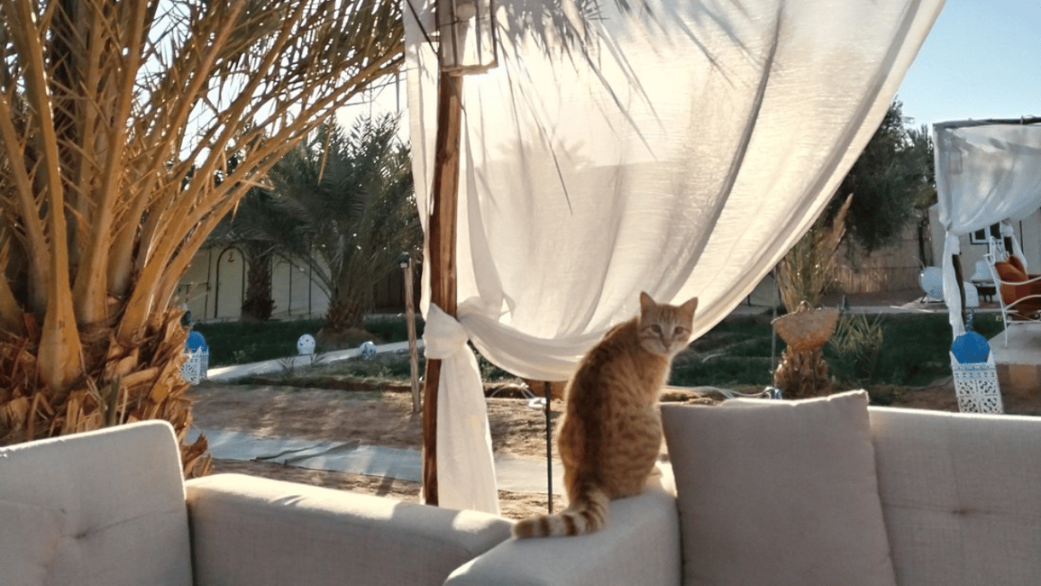 Image N°16 de Depuis Marrakech : 2 jours d'excursion dans le désert vers Fès ou Marrakech activité à Drâa-Tafilalet, publiée par le prestataire