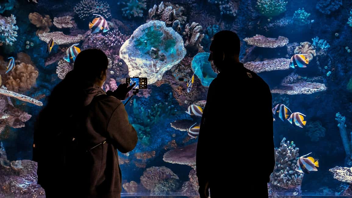 billede nr.11 af aktiviteten Antalya: Entrébillet til akvarium og voksmuseum i Muratpaşa, uploadet af udbyder