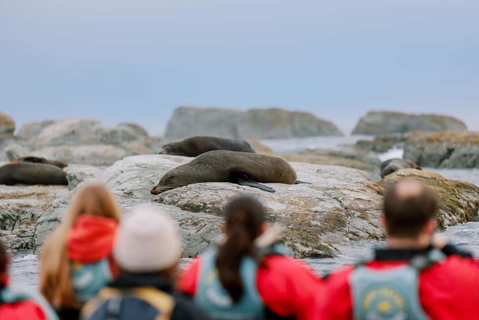 image n.9 of Kaikoura: Seal-Watching Pedal Kayak Tour activity in Kaikoura, uploaded by supplier
