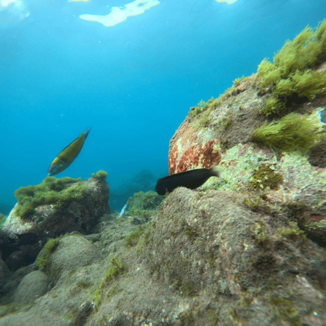 image n.9 of Tenerife: Kayak & Snorkel Tour with Snacks & Sea Life Safari activity in Telde, uploaded by supplier