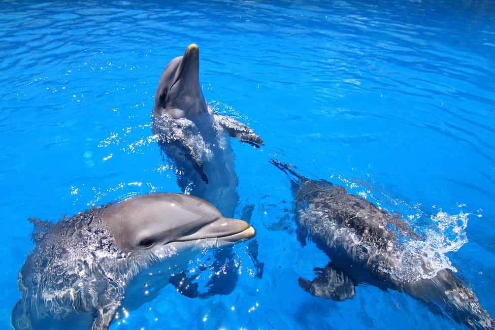 image n.8 of Benalmadena: Selwo Marina Admission Ticket activity in Benalmadena, uploaded by supplier