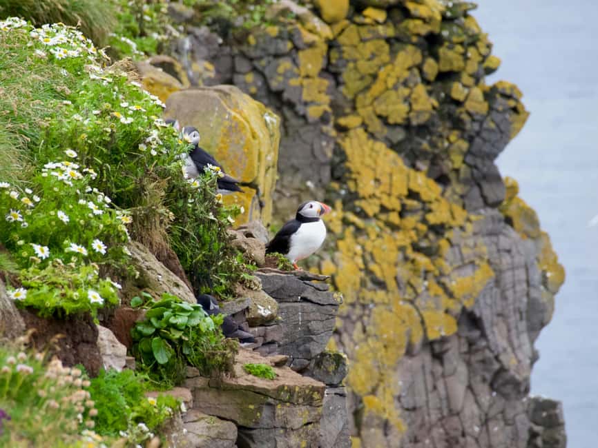 image n.6 of Stykkishólmur: Puffin and Wildlife Boat Tour activity in Stykkishólmur, uploaded by supplier