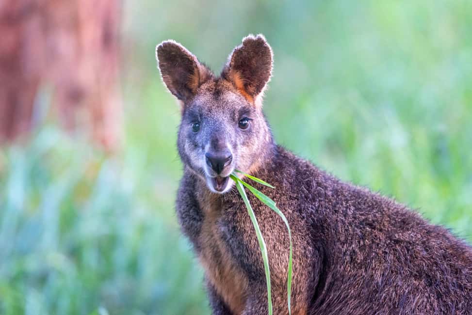 image n.9 of Apollo Bay: Dusk Discovery Great Ocean Road Wildlife Tour activity in Apollo Bay, uploaded by supplier