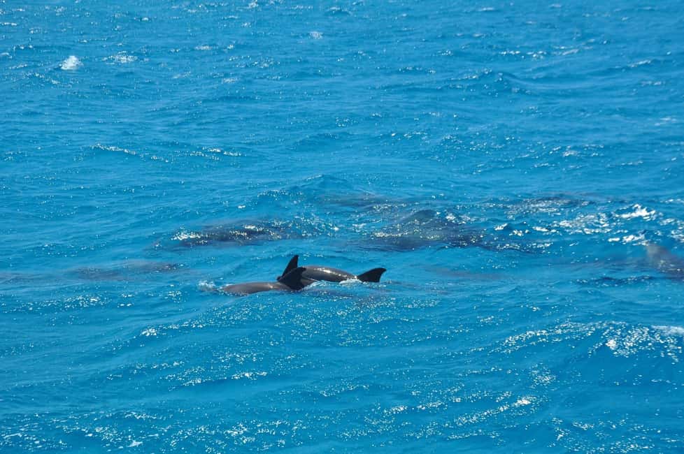 image n.27 of Hurghada: Dolphin & Coral Reef Snorkeling Tour with Lunch activity in Hurghada, uploaded by supplier