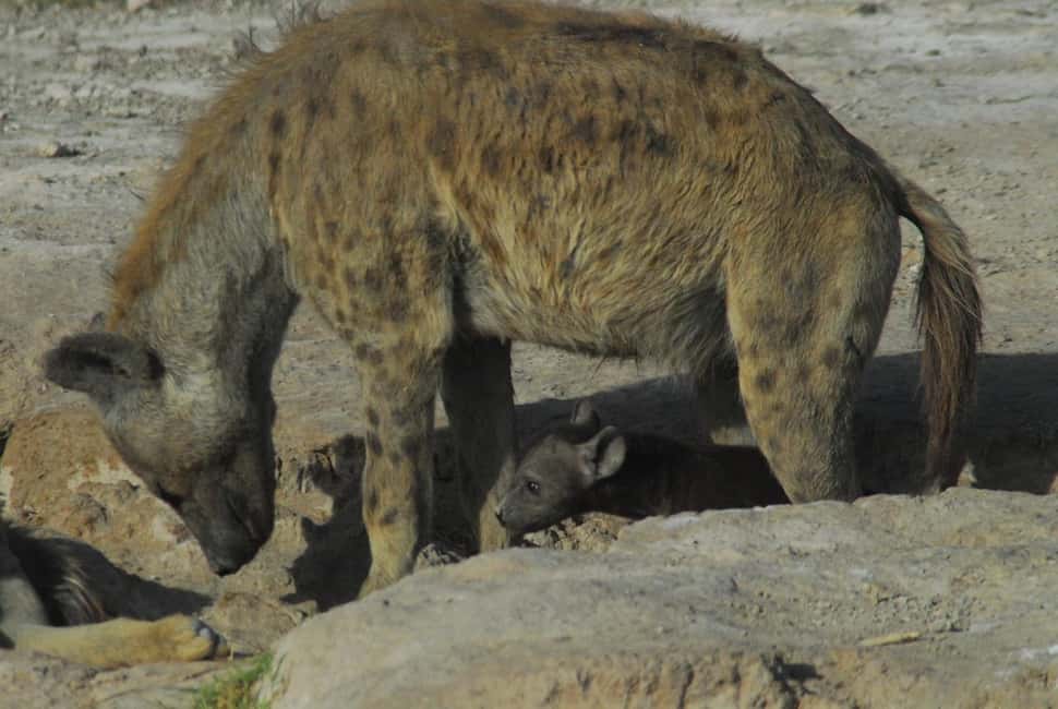 image n.13 of 3 DAYS TSAVO EAST- AMBOSELI PARKS FROM MOMBASA/DIANI activity in Central Kenya, uploaded by supplier