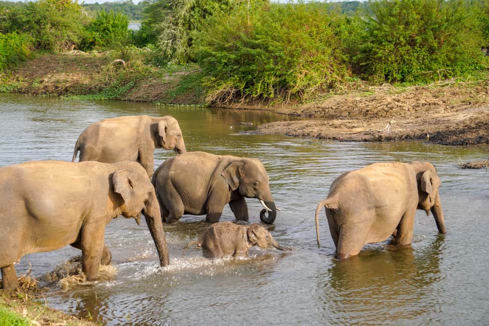 image n.3 of Kaudulla National Park Half Day Sri Lanka Jeep Safari activity in North Central Province, uploaded by supplier