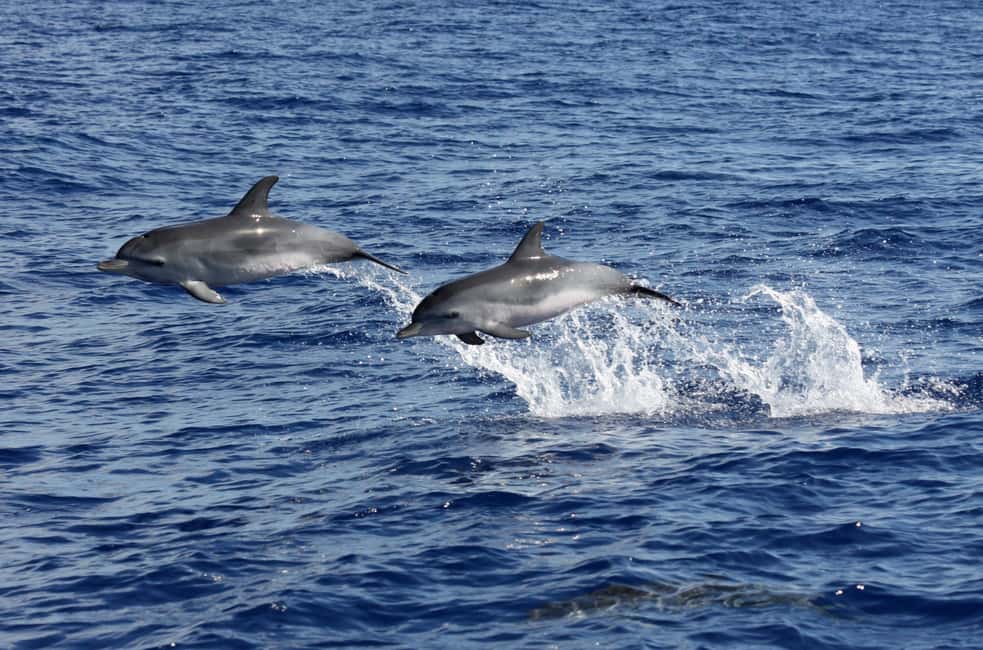imagem n.3 de Funchal: Cruzeiro de observação de baleias e golfinhos em catamarã atividade em Câmara de Lobos, carregada pelo fornecedor
