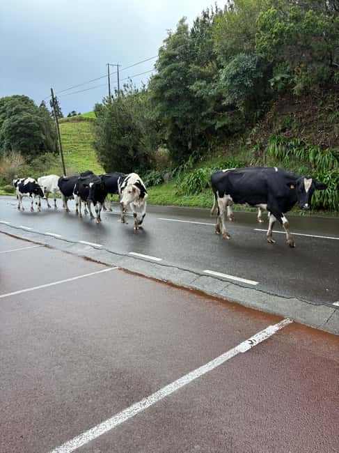 image n.24 of Privat van tour Sete Cidades, Lagoa do Fogo – volcanic lakes activity in Azores, uploaded by supplier