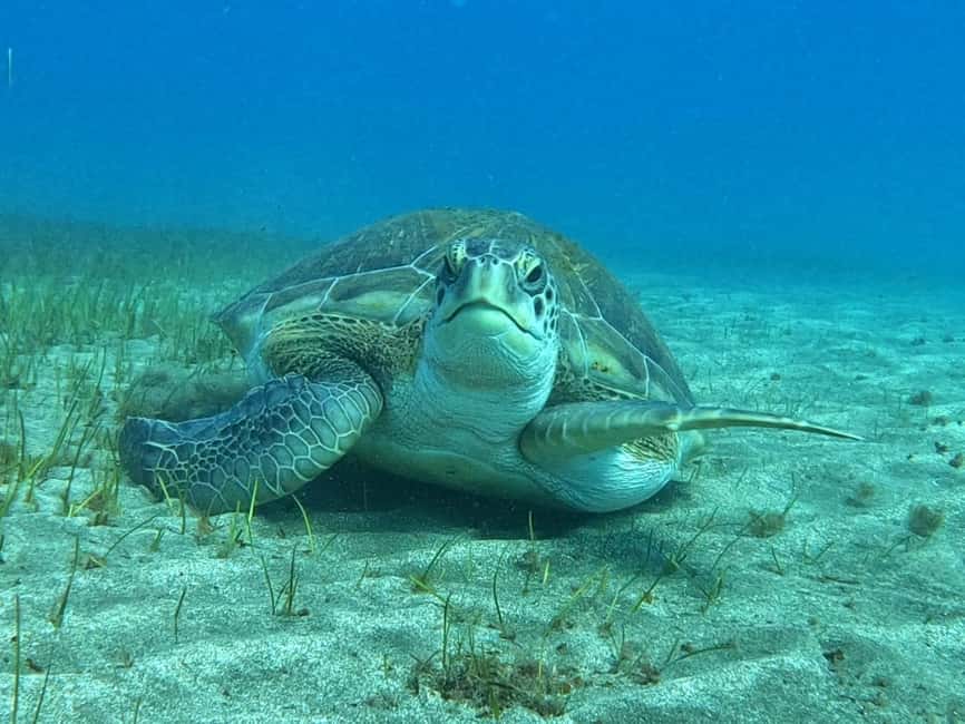 image n.22 of Tenerife: Half-Day Snorkeling Tour activity in Arico, uploaded by supplier